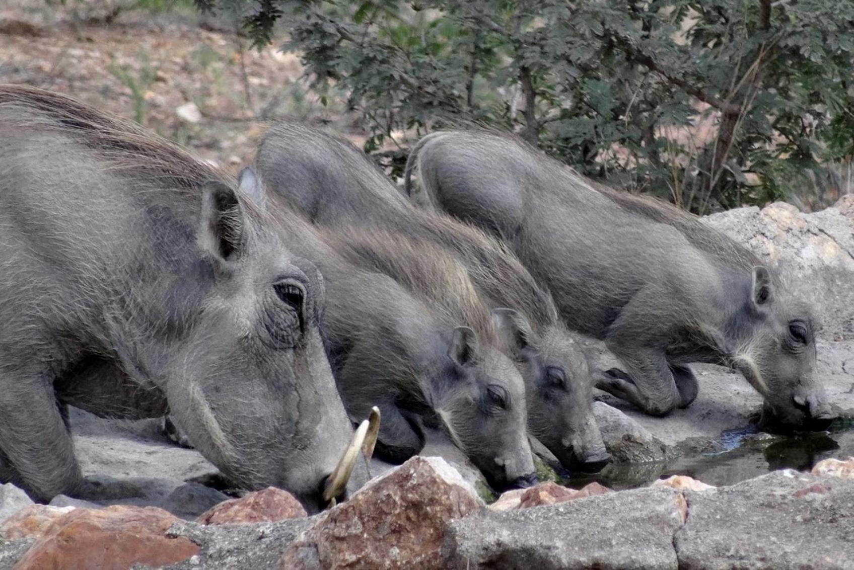 Bushvilla Umoja Kruger